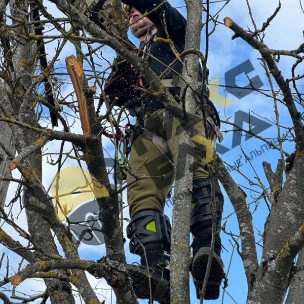 Спил деревьев альпинистом в Смоленске