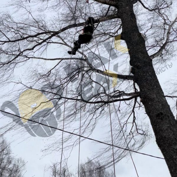 Спил деревьев альпинистом в Смоленске