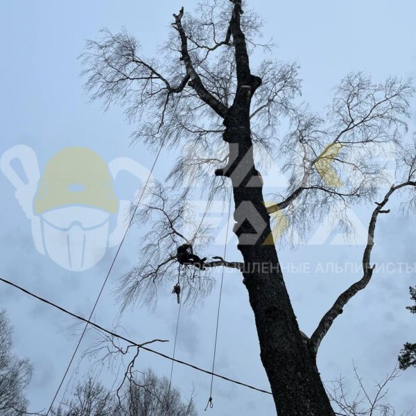 Кронирование дерева в Смоленске