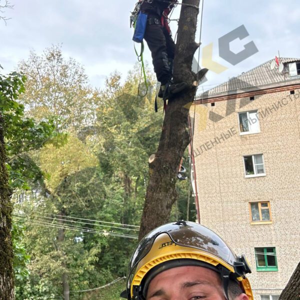 Спил опасного дерева Смоленск