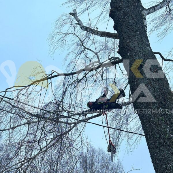 Кронирование дерева в Смоленске