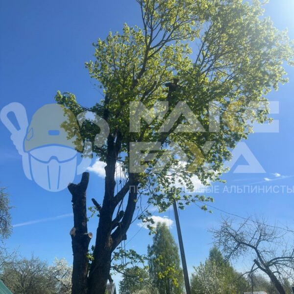 Кронирование дерева в Смоленске