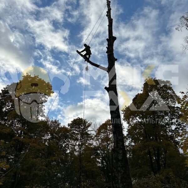Кронирование дерева в Смоленске